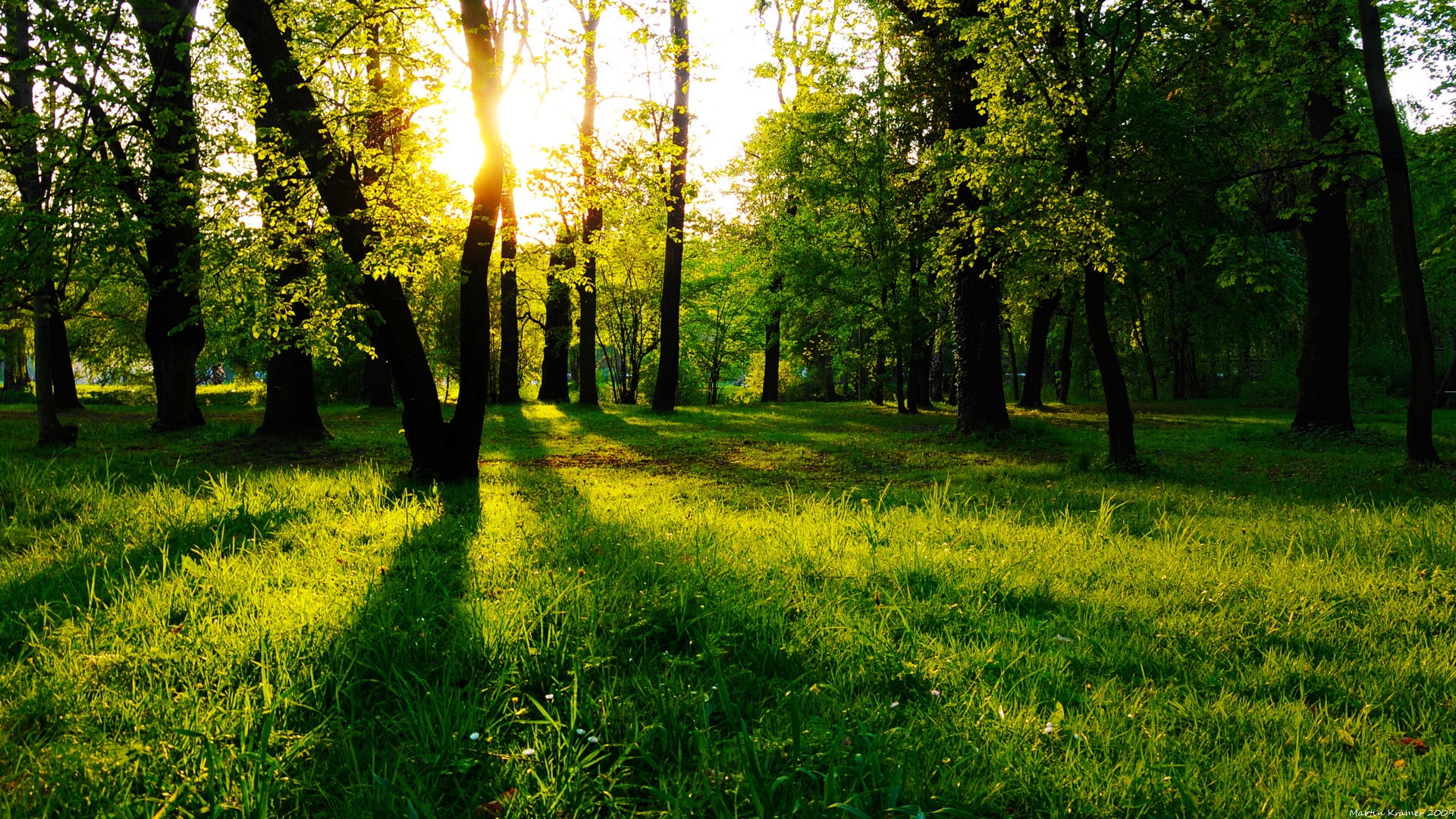 Green Grass And Trees Nature Landscape Trees Forest Hd Wallpaper