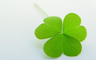 green clover on white surface