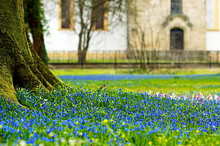 blue flowered field