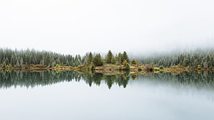 landscape photo of foggy lake with trees HD wallpaper