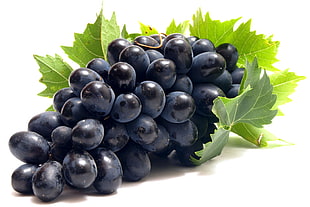 blue grapes HD wallpaper
