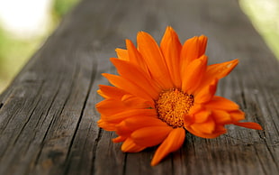 orange flower, nature, macro, flowers HD wallpaper