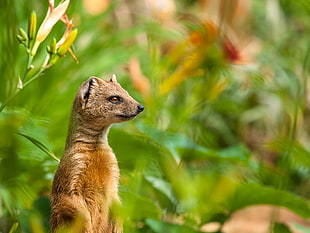 brown rodent standing near green plant during daytime