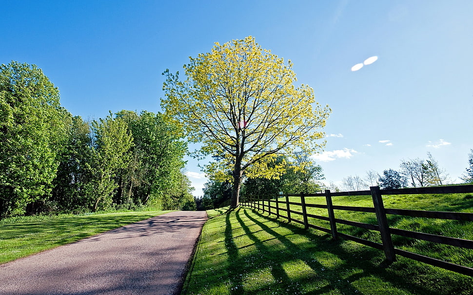 green leaf tree beside fence during daytime HD wallpaper