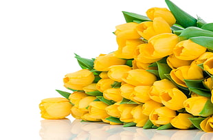 yellow tulips bouquet HD wallpaper