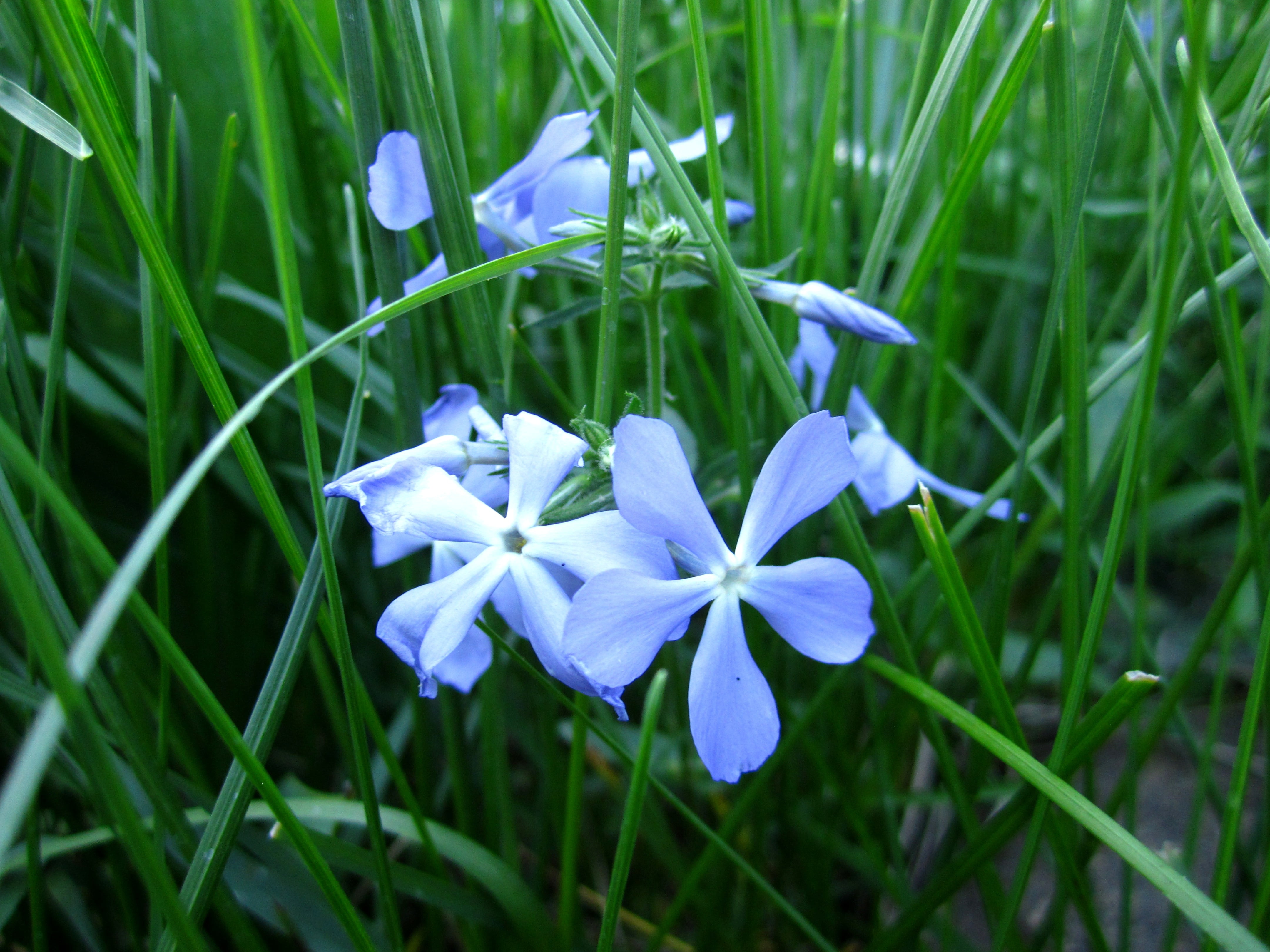 white and blue flowers