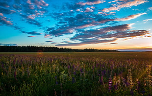 green grass field, Field, Grass, Sky