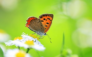 Common Blue butterfly perched on white Daisy flower closeup photography HD wallpaper