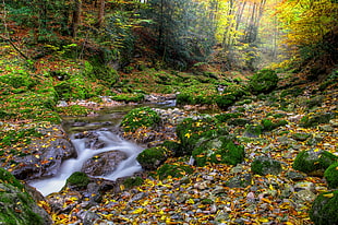 lake in the middle of the forest during day time HD wallpaper