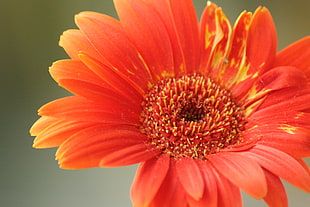 pink flower, gerbera HD wallpaper