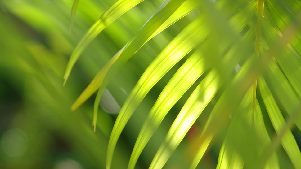 shallow focus photography of green palm plant during daytime HD wallpaper