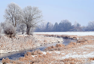 close up photo of bare tree filled with snow near riverbank