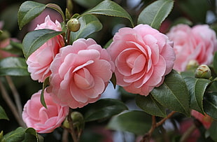 shallow focus photography of pink flowers