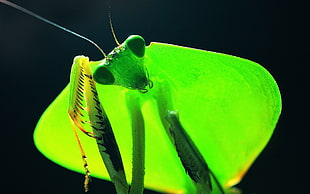 close-up photography of Praying Mantis HD wallpaper