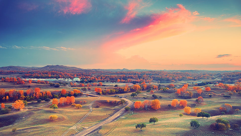 orange leaf trees under orange and blue sky HD wallpaper