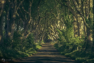 gray pathway at daytime