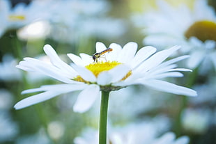 white flower on garden HD wallpaper