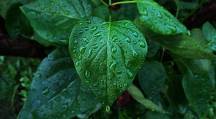 green leafed plant, water drops, leaves, photography HD wallpaper