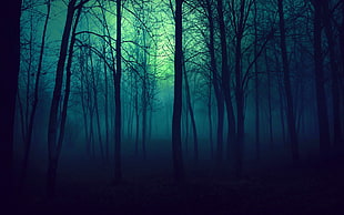 photo of forest covered in fog, trees, blue HD wallpaper