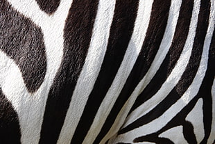 white and black zebra print textile HD wallpaper