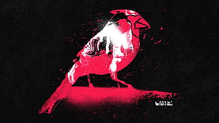 white, black, and pink parrot illustration, artwork, digital art, graffiti, birds HD wallpaper