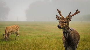 deer on grass field