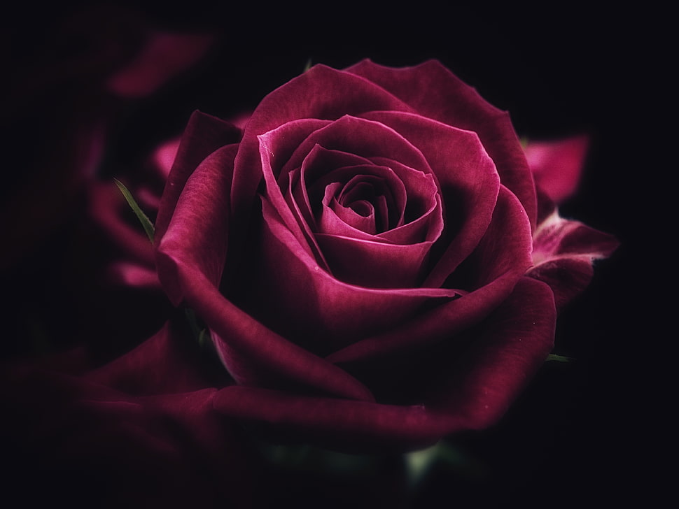 macro shot of red rose HD wallpaper