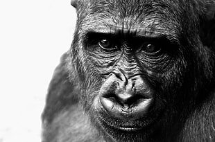 close-up photo of black gorilla