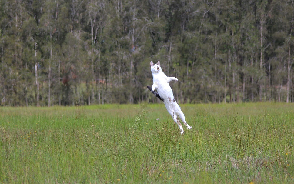 white cat jumped on grass field HD wallpaper