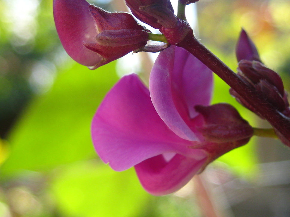 Close Up Photo Of Sweet Pea Flower Hd Wallpaper Wallpaper Flare 9173