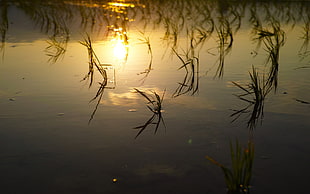 yellow sunset and green grass on water HD wallpaper