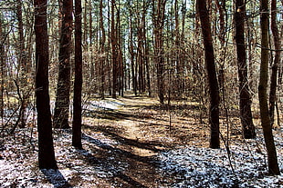 green leafed tree lot, winter, path, forest, spring HD wallpaper