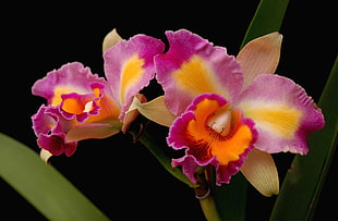 purple-and-orange moth orchid HD wallpaper