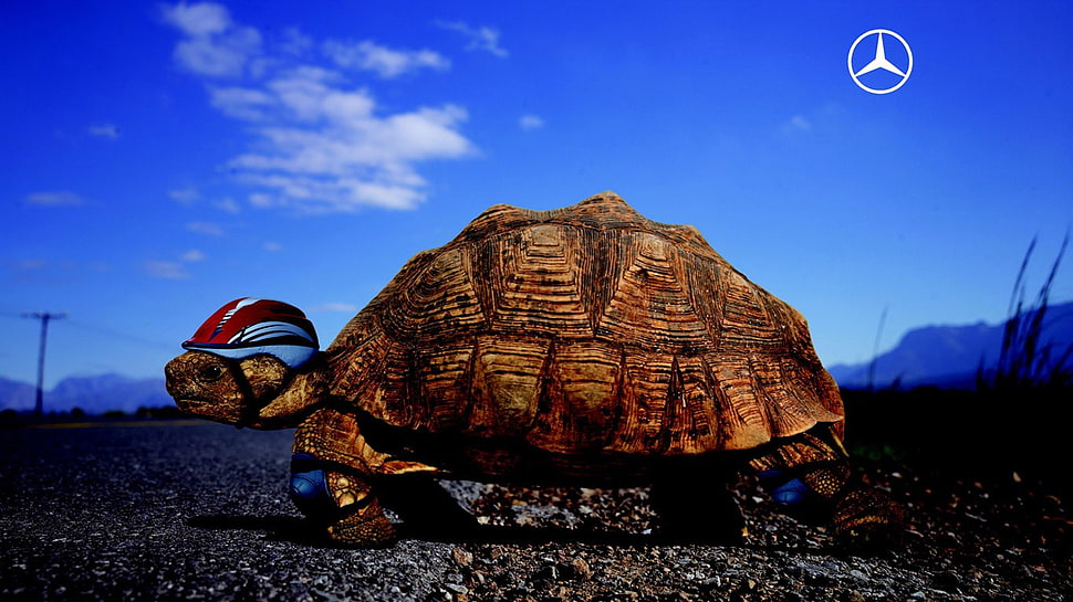 brown tortoise with helmet HD wallpaper