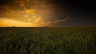 green field under yellow sky during sunset HD wallpaper