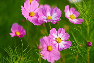 selective focus photographed of pink and white cosmos flower HD wallpaper