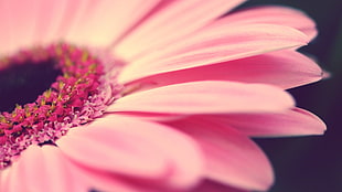 pink petaled flower, macro, flowers, pink flowers, plants