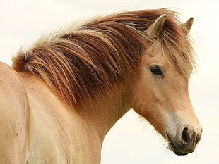 brown coated portrait horse HD wallpaper