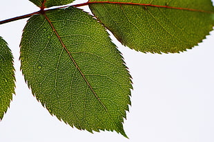 macro photography of green sharp edge leaf HD wallpaper