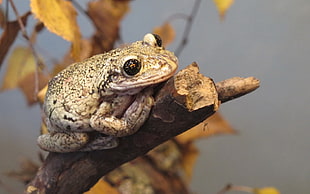 gray and black frog on tree branch HD wallpaper