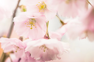 pink petaled flower photograph