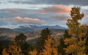 green pine trees