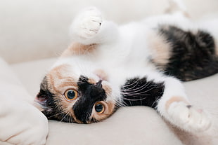 calico cat playing