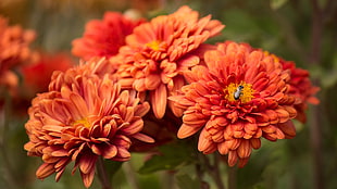 pink and yellow petaled flowers, flowers, nature, orange flowers HD wallpaper