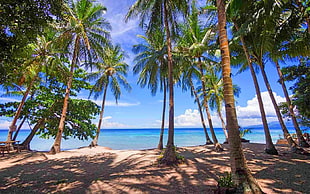 green coconut trees, photography, nature, landscape, palm trees HD wallpaper