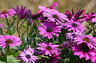 photography of purple flowers during daytime HD wallpaper