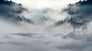 white wolf, wolf, mist, forest, snow HD wallpaper