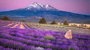 purple lavender field, landscape, nature HD wallpaper