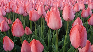 pink tulips field HD wallpaper