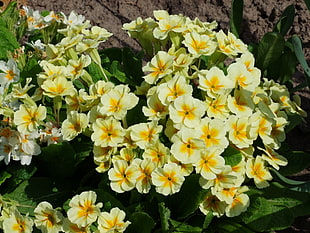 white-and-yellow petaled flowers